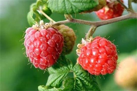 覆盆子和树莓的区别是什么？了解两者的不同点
