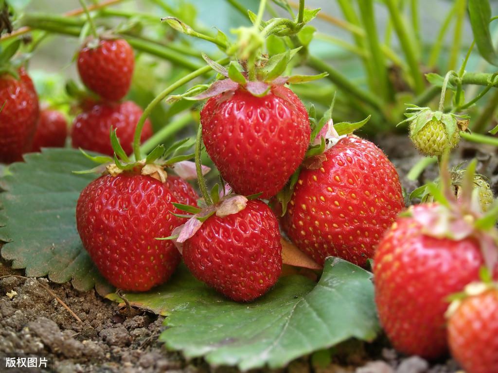 4亩草莓大棚一年能挣多少钱，种植草莓的各项情况分析