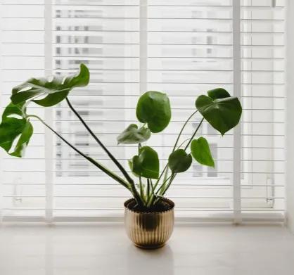 十大净化空气植物，家种必备植物还你好空气