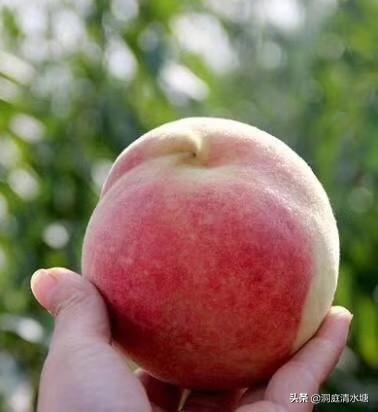 冬桃哪个品种最甜最好吃，冬桃的介绍