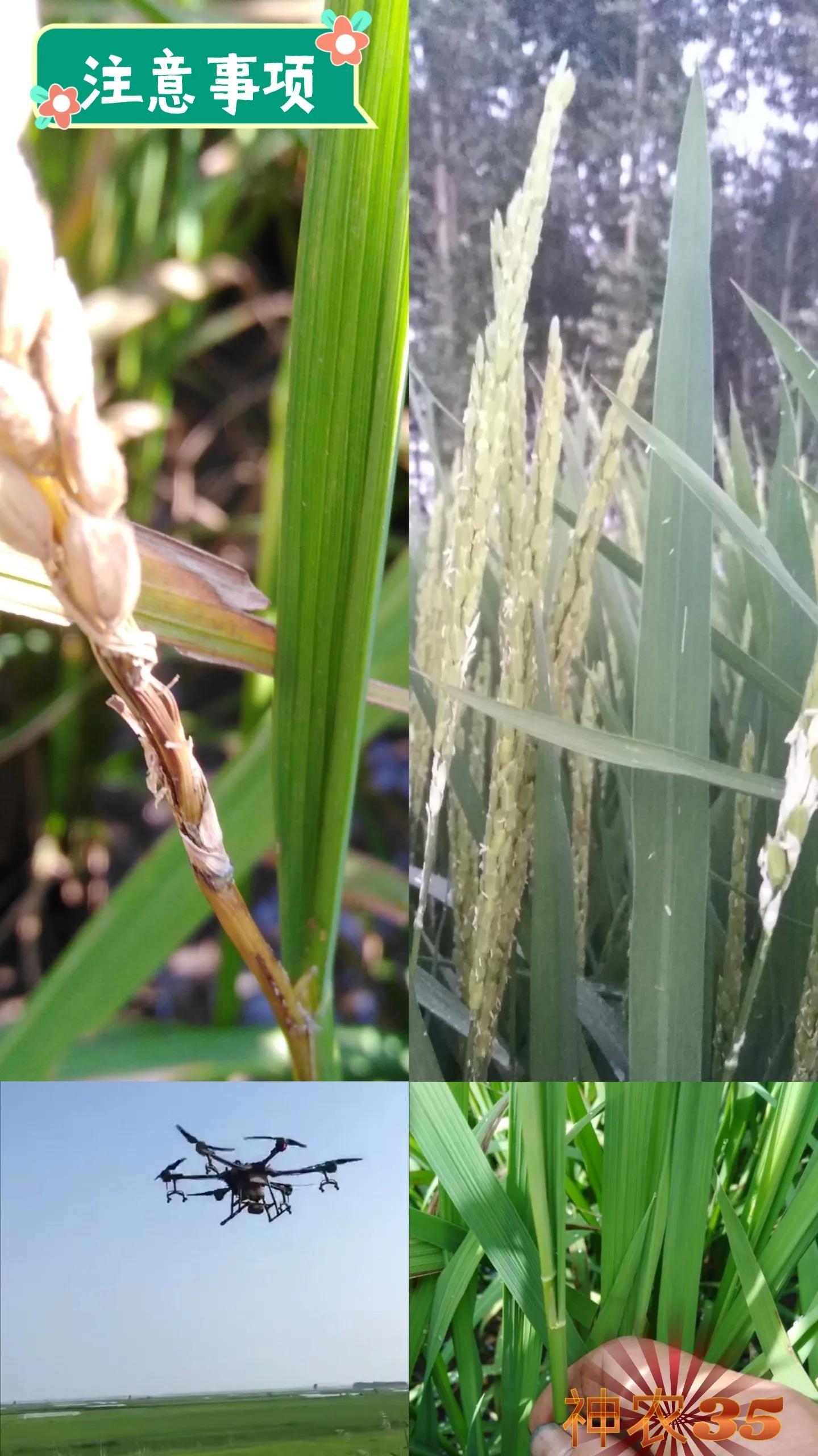 水稻种植时应该注意哪些问题，养殖水稻的技巧