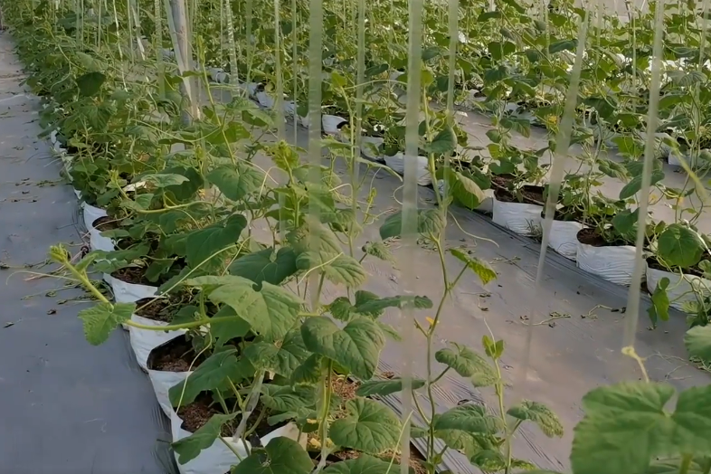 甜瓜的种植方法和管理技术，种甜瓜的季节