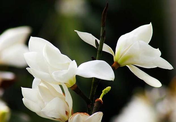 白玉兰花的寓意是什么，白玉兰花的花语有哪些含义