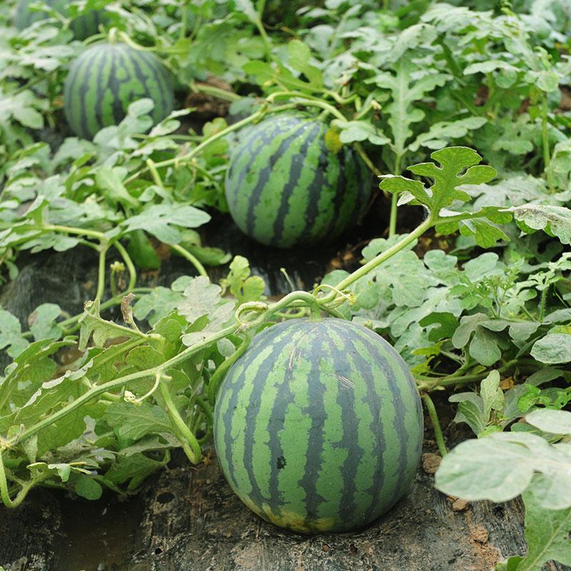 产量高的西瓜品种有哪些，好吃产量高的西瓜品种推荐