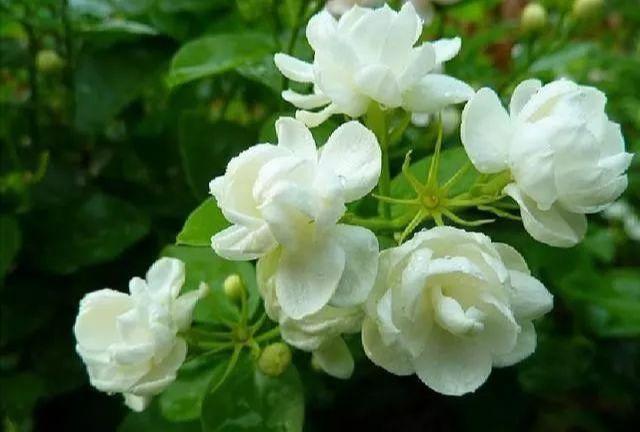 25种好看的白色的花分享，好看美丽的白花有哪些