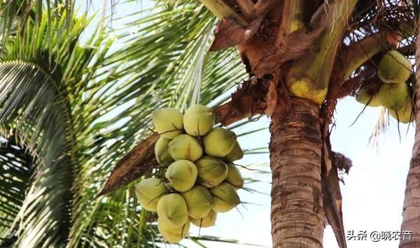椰子产地主要在哪个省，椰子的主产地在哪些地区