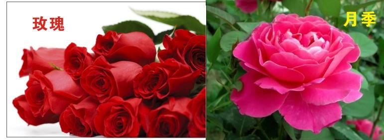 玫瑰和月季的区别图解，玫瑰和月季的不同之处介绍