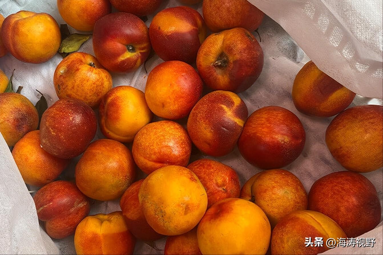 油桃几月份成熟，油桃在什么季节能吃