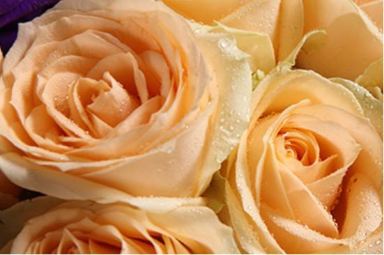 金色海岸玫瑰的花语，金色海岸玫瑰的寓意代表什么