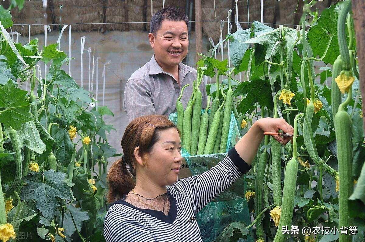 丝瓜的种植方法和时间，丝瓜高产种植技术分享