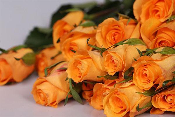 橙色玫瑰叫什么品种，橘色玫瑰的名称及图片