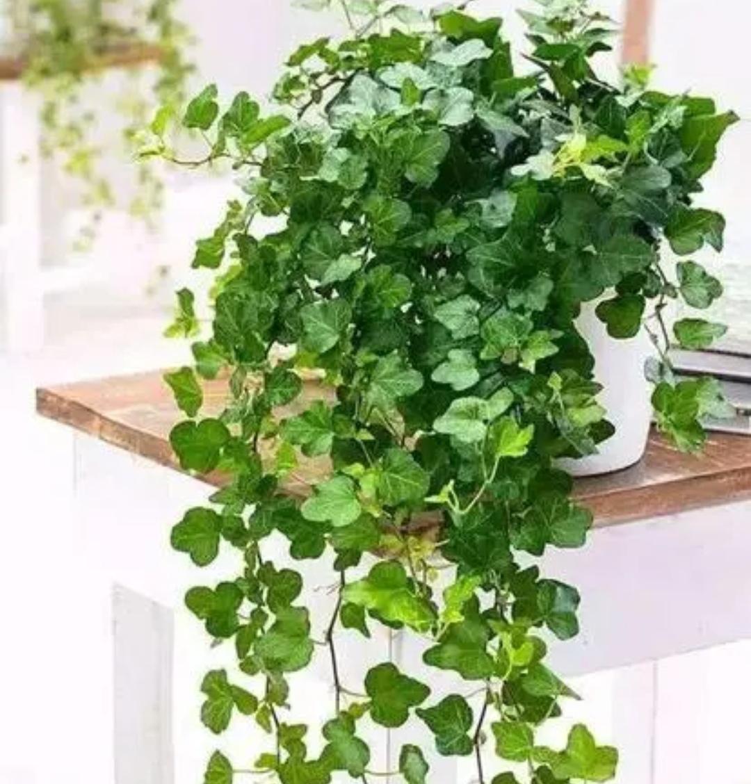 净化空气的植物有哪些，净化房间空气的绿植推荐