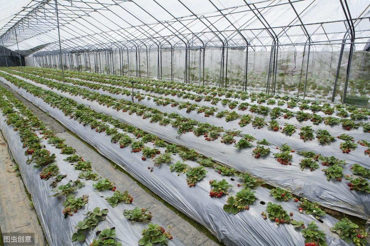 大棚草莓种植技术与管理，冬季草莓的种植方法和技术