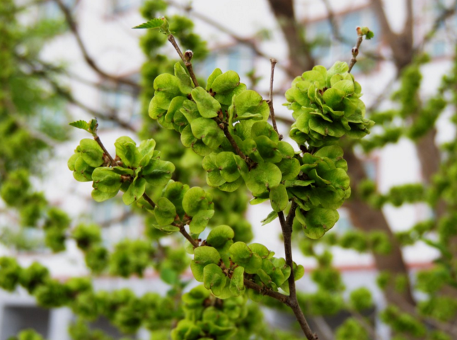 春榆树的特点是什么，关于春榆树的简介