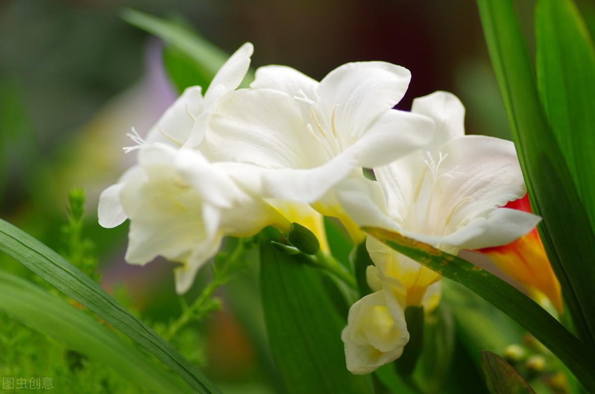 绍兴市花是什么，绍兴的具有代表性的植物是哪个