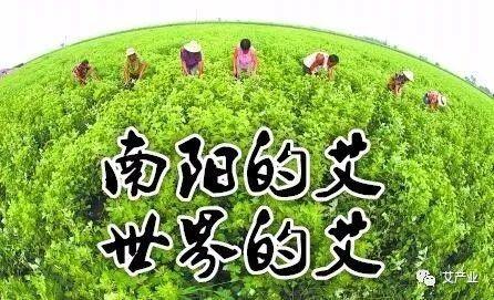 中国五大艾草产地，国内艾草的分布情况