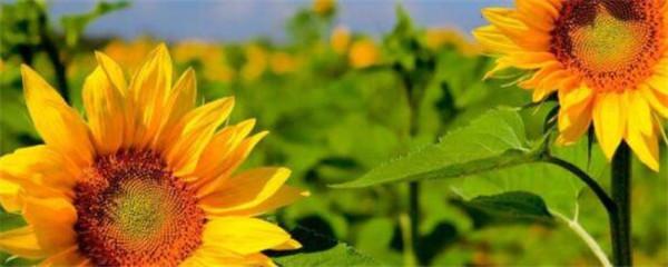 向日葵是什么季节成熟，详解向日葵的成熟时间是几月
