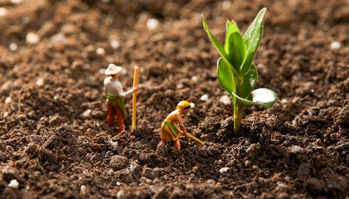 营养土是直接用还是掺着用，营养土的使用方法讲解
