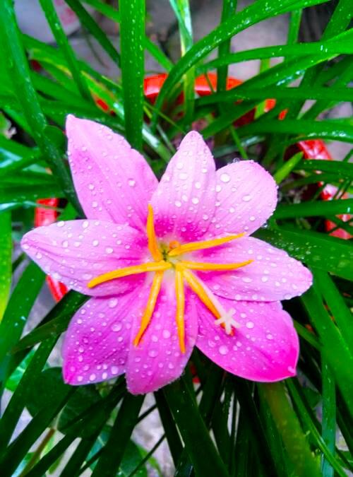 风雨花的花期多长，风雨花一般在几月份开花