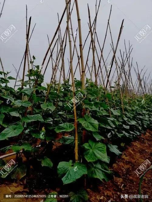 秋黄瓜的种植时间和管理方法，如何养殖秋黄瓜