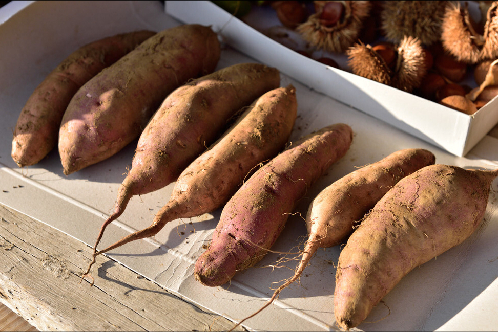 木薯和红薯的区别简述，怎么分辨木薯还是红薯