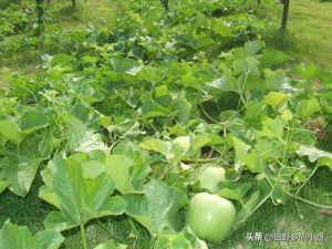 梨瓜的种植方法和时间，梨瓜的养护都有什么