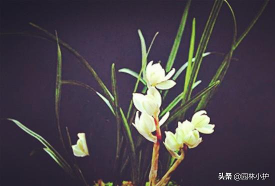 十大名贵兰花品种图片，名贵兰花品种都长什么样子