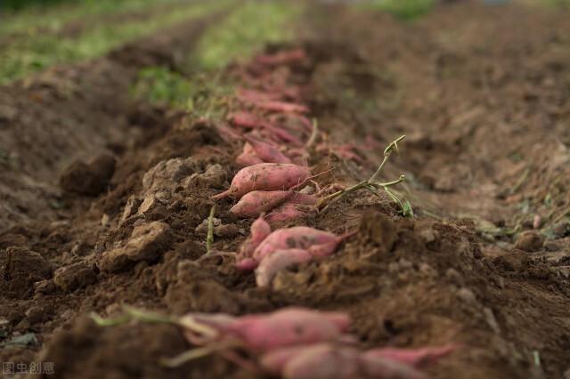 红薯用什么肥料才能高产?让红薯产量高的肥料推荐