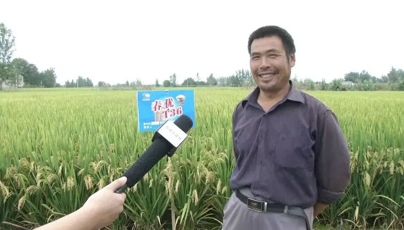 铁杆大穗超高产水稻品种，铁杆大穗的介绍