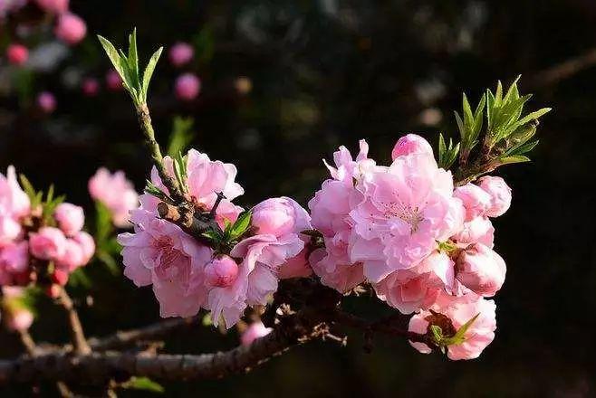 碧桃树什么时候移植最好，碧桃树的养殖方法