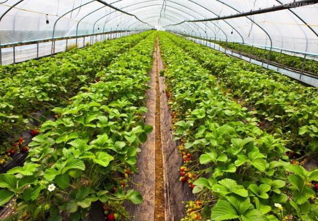 草莓怎么种，养殖草莓的最佳时期