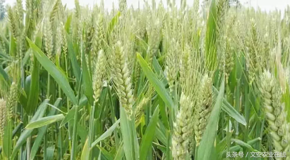 春小麦和冬小麦区别（介绍两者的播种和成熟时间）
