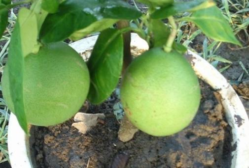 柚子树怎样剪树枝比较好，养殖柚子树的技巧都有哪些