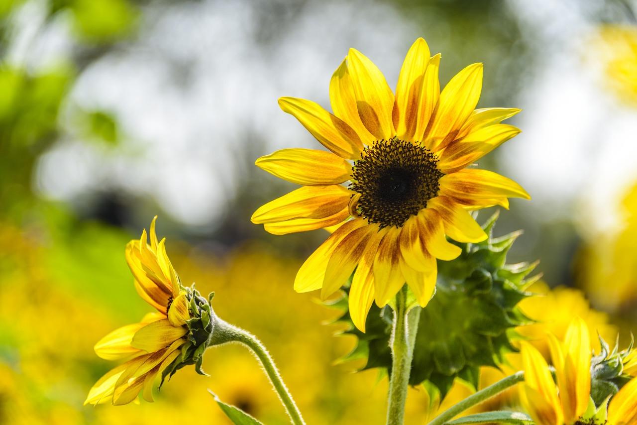 太阳花和向日葵是一种花吗，向日葵和太阳花有什么区别