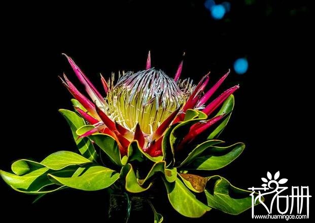 南非的国花是什么花，久开不败的帝王花(象征富贵吉祥)