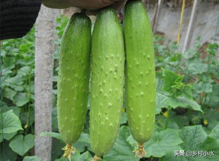 黄瓜用什么叶面肥最好，如何养殖黄瓜能高产