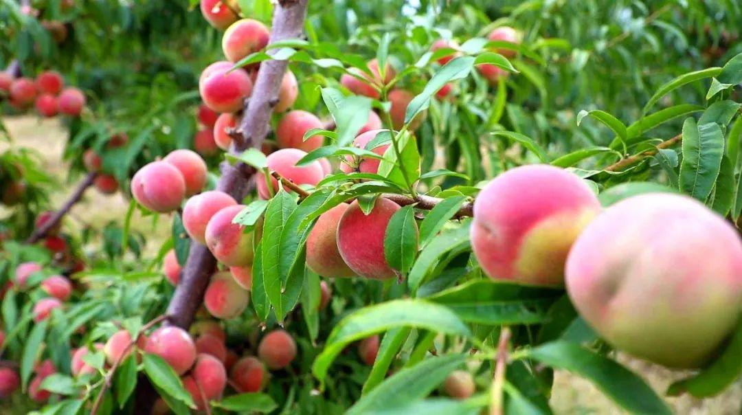 冬桃哪个品种最甜最好吃，几大冬桃排行榜