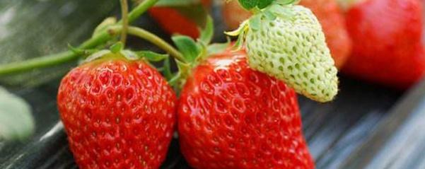 草莓种子育苗方法和时间（草莓的栽培技巧分享）