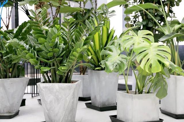 十大净化空气植物，家种必备植物还你好空气