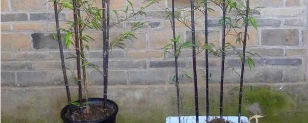 竹子喜阴还是喜阳，竹子的生长环境要求都有哪些