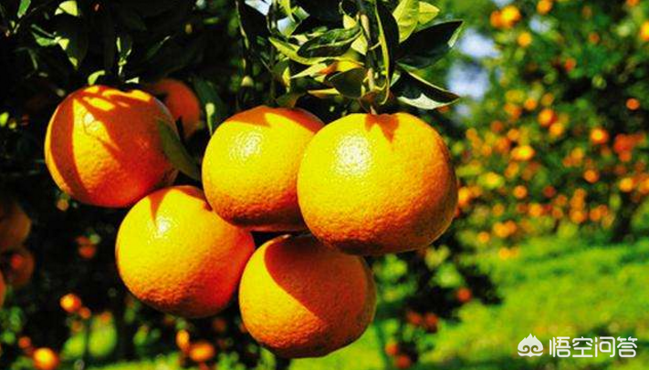 橘子树用什么肥料最好？橘子树施肥方法和注意事项