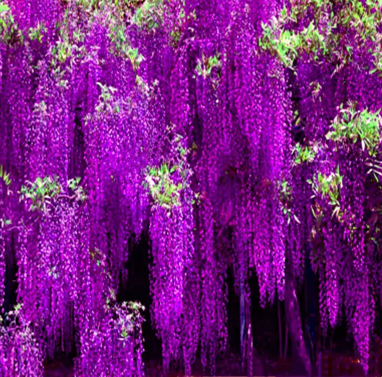 紫藤树图片，紫藤树长什么样子