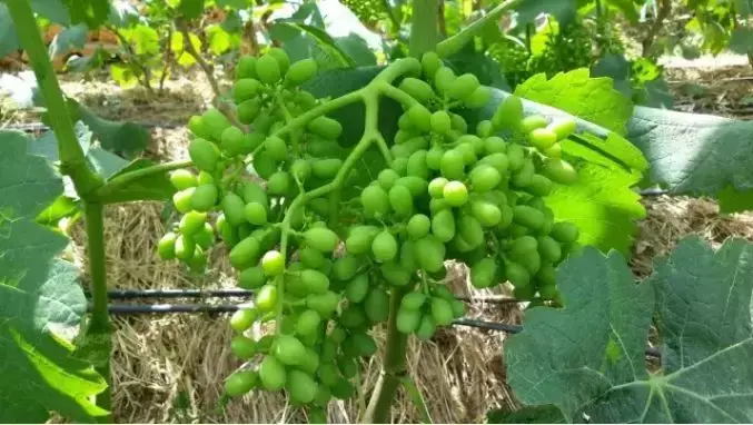 葡萄膨果期用什么肥料，种植葡萄该如何施肥