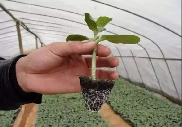 大棚西瓜的种植方法和管理技术，大棚西瓜几月份种植比较好