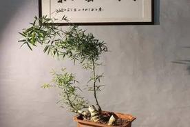 簕竹盆景养殖方法，室内怎样养护簕盆景