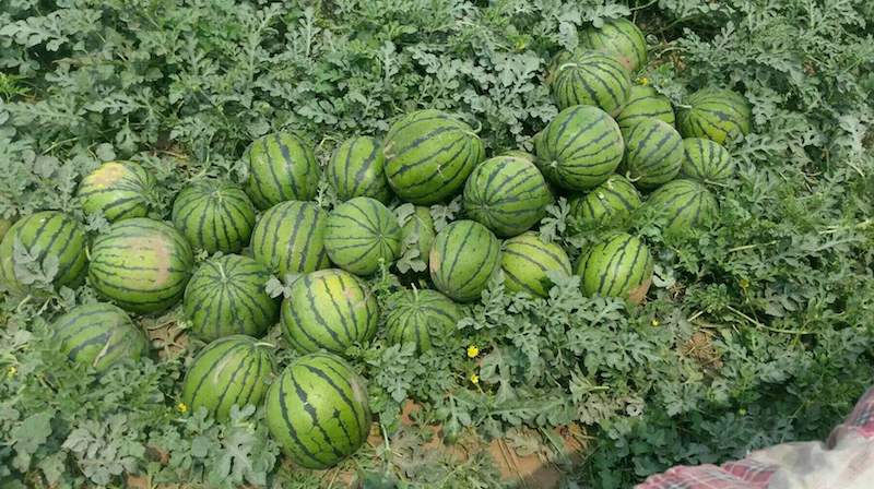 一亩西瓜能产多少斤，常见的西瓜品种介绍