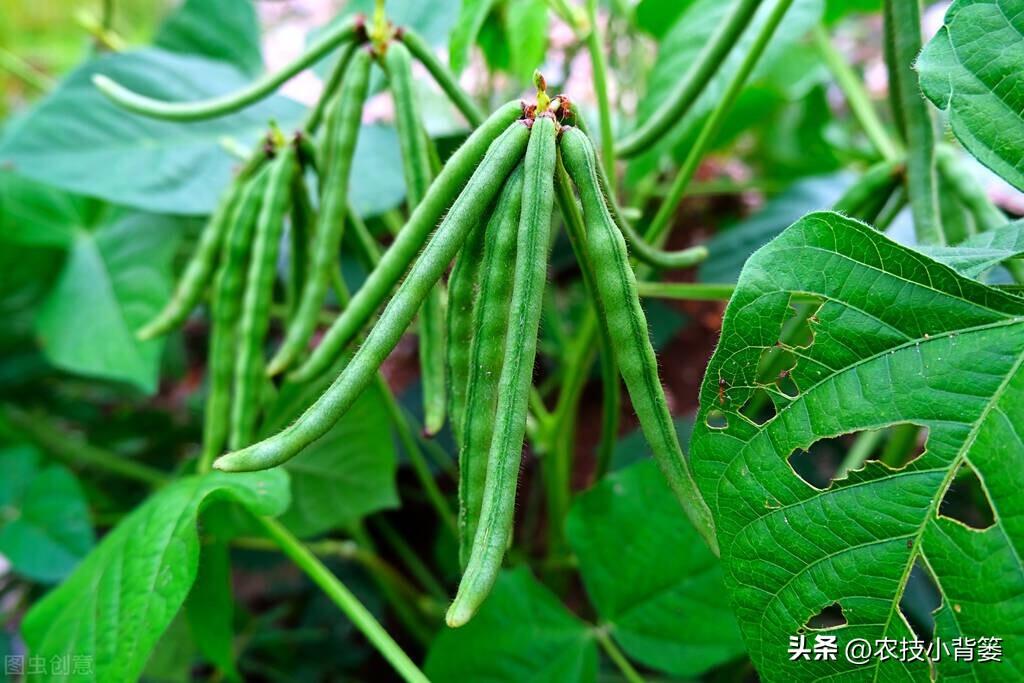 绿豆的种植方法与时间，绿豆的栽培技巧和注意事项
