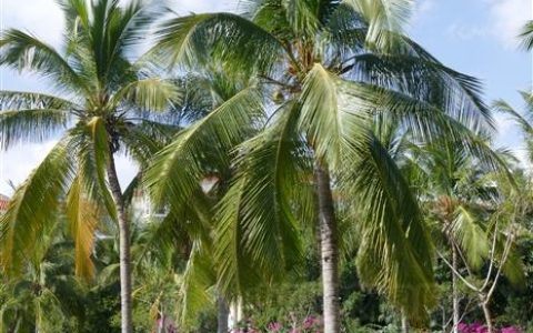 棕榈树和椰子树的区别，棕榈树和椰子树一样吗