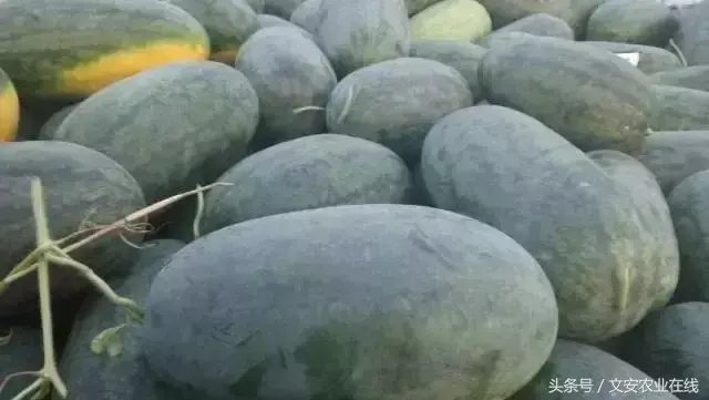 一亩西瓜能产多少斤，常见的西瓜品种介绍