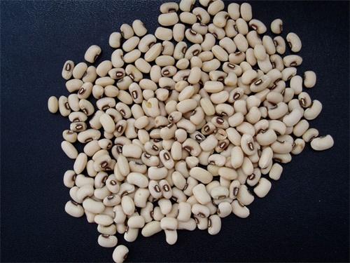 眉豆几月份种植最好，眉豆的栽培时间和养护技巧